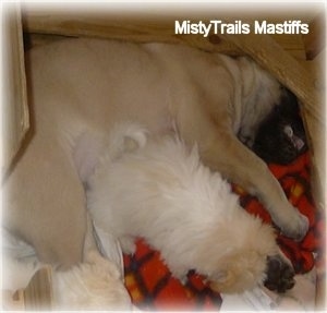 A tan with black English Mastiff puppy is sleeping on its left side. There is a tan with white Havanese puppy laying across the body of the Mastiff puppy inside of a small whelping box that the Mastiff barely fits in.